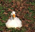 Free Duck Royalty Free Stock Image - 638536