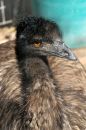 Free Emu Royalty Free Stock Image - 638856