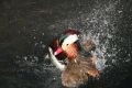 Free Mandarin Duck Drying Its Feathers Stock Photography - 639282