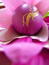 Free Violet Egg Stock Photo - 639810