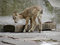 Free Baby Siberian Ibex Stock Images - 630284