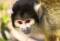 Free Baby Monkey Stock Photos - 632553