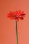Free Orange On Orange Royalty Free Stock Images - 634919