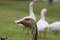 Free Goose Stock Images - 636814
