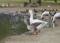 Free 2 Geese Drinking Royalty Free Stock Photo - 636875