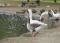 Free 2 Geese Drinking Royalty Free Stock Image - 636876