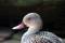 Free Duck Stock Image - 637371