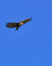 Free Soaring Redtail Hawk Royalty Free Stock Photos - 6305728