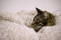 Free Sleep Royalty Free Stock Photos - 6307338