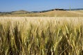 Free TUSCANY Countryside, Close-up On The Spikes Royalty Free Stock Image - 6309626