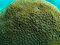 Free Star Coral Royalty Free Stock Images - 6305189