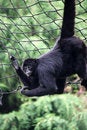 Free Animal Spider Monkey Stock Image - 6311681