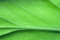 Free Leaf Detail Royalty Free Stock Photography - 6310717