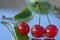 Free Three Summer Cherry Royalty Free Stock Photography - 6311637