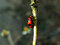 Free Lady Bug Stock Images - 6311774