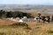 Free White Farm Buildings Surrounded By Pasture Stock Photography - 6312072