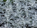 Free Decorative Plants In Flowerbed Stock Photos - 6323133