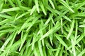 Free Green Leaves Backgrounds Stock Image - 6328111