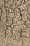 Free Bark On Tree Royalty Free Stock Photography - 6320097