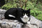 Free Cat On The Rock Royalty Free Stock Photography - 6328737