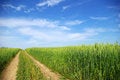 Free Field Path Royalty Free Stock Photos - 6330688