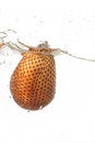 Free Snake Fruit Splash Royalty Free Stock Image - 6332226