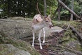 Free Fallow Deer Royalty Free Stock Photo - 6336085