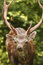 Free Head Of Buck Stock Images - 6332064