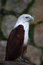 Free Brahminy Kite Royalty Free Stock Image - 6334426
