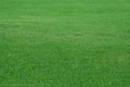 Free Field Of Summer Grass Stock Images - 6344224