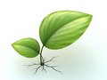 Free Strong Sprout Royalty Free Stock Image - 6346206