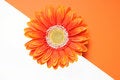 Free Orange Flower Half White Half Orange Stock Photo - 6346790