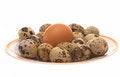 Free Avian Eggs. Stock Photography - 6347092