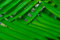Free Palm Leaf Background Royalty Free Stock Photography - 6340217