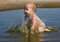 Free Splosh! Stock Photography - 6341802