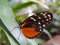 Free Tiger Longwing Butterfly Royalty Free Stock Photo - 6345185