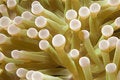 Free Anemone Close-Up Stock Image - 6352061