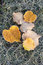 Free Frosty Leaves Stock Photo - 6352160