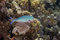 Free Lunar Fusilier (caesioi Lunaris) Stock Photography - 6353012
