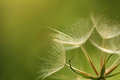 Free Closeup Of Fluff Stock Photos - 6365283