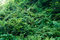 Free Texture Of The Green Grass Stock Photography - 6361712