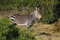 Free Cape Mountain Zebra Royalty Free Stock Photography - 6368347
