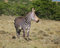 Free Cape Mountain Zebra (Equus Zebra) Royalty Free Stock Photos - 6368588