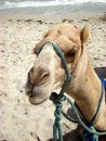 Free Tourism Camel Stock Images - 6370634