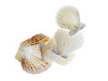 Free Seashells Royalty Free Stock Photos - 6371198