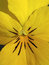 Free Viola  Crono Yellow , Pansy Stock Image - 6374041