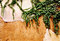 Free And The Ancient Walls Of Plant Stock Photos - 6375623