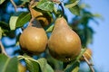 Free Juicy Pears Royalty Free Stock Photo - 6380385