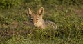 Free Silver Back Jackal Sunrise Stock Photography - 6384302