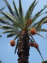 Free Date Palm Royalty Free Stock Images - 6385499